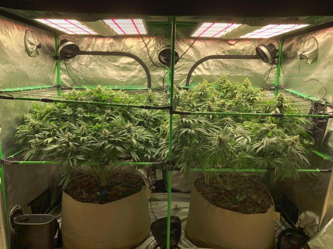 Karibbean Mango Indoor Spring 26. Week 16