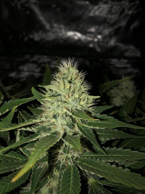 Karibbean Mango Indoor Spring 26. Week 16