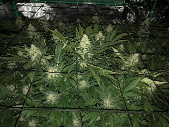 Karibbean Mango Indoor Spring 26. Week 16