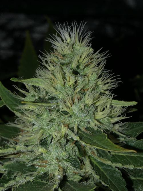 Karibbean Mango Indoor Spring 26. Week 16