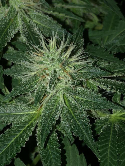 Karibbean Mango Indoor Spring 26. Week 16
