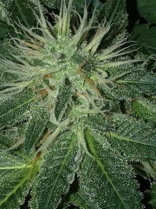 Karibbean Mango Indoor Spring 26. Week 16