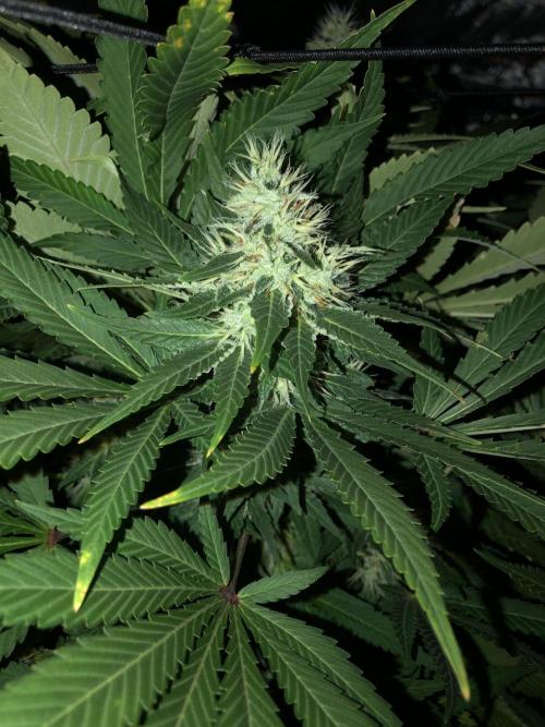 Karibbean Mango Indoor Spring 26. Week 16