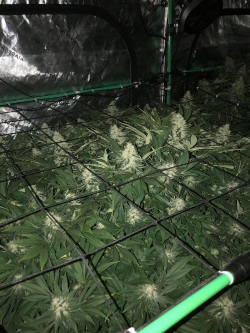 Karibbean Mango Indoor Spring 26. Week 16