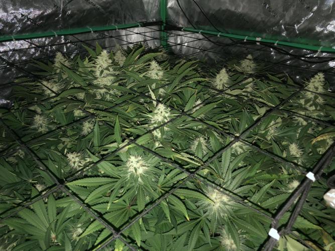 Karibbean Mango Indoor Spring 26. Week 16