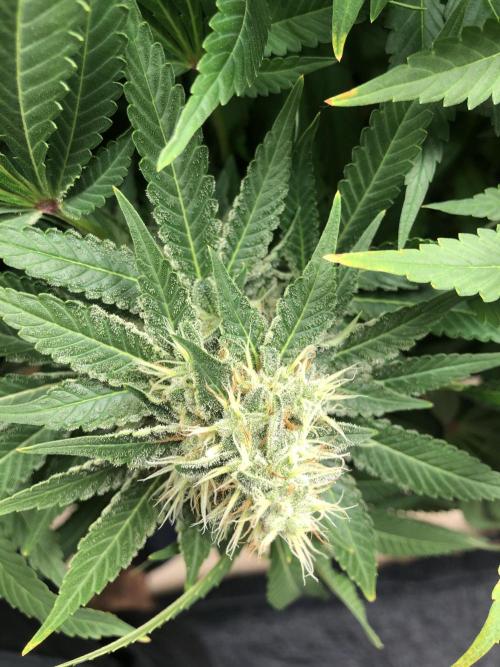 Karibbean Mango Indoor Spring 26. Week 16