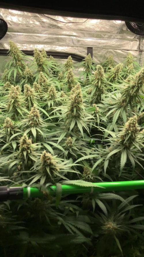 Critical Purple Kush Seedsman Indoor