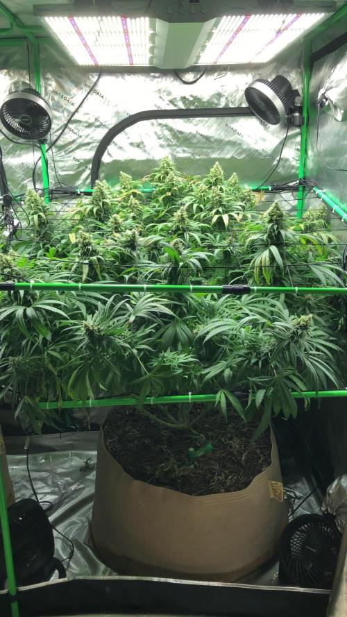 Colombian Jack Kannabia Indoor Spring 26