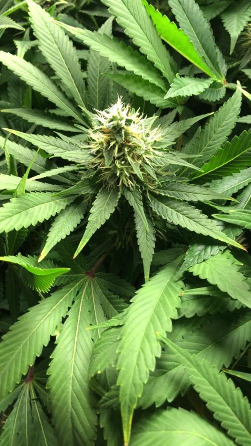 Grow Tent S848 96x48x80. Week 16
