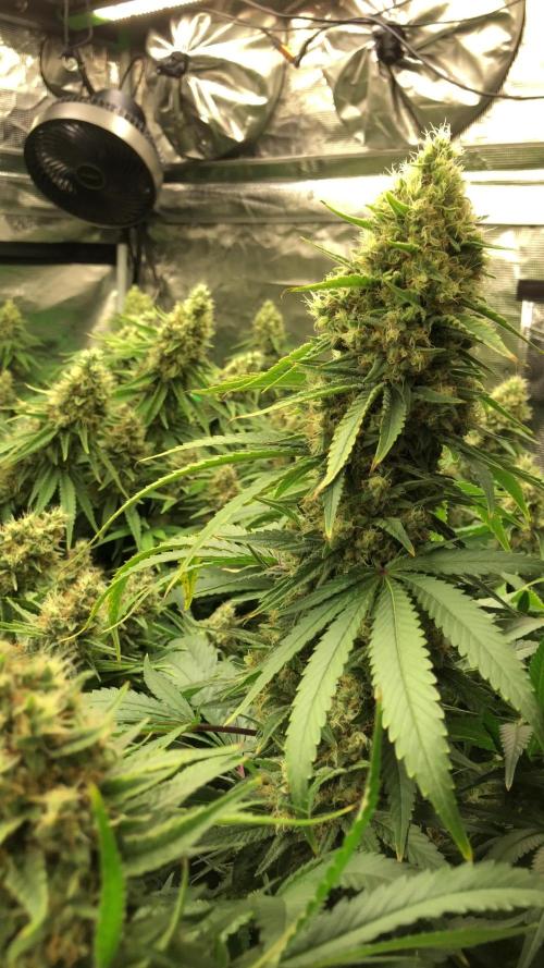 White Domina Kannabia Indoor Spring 26