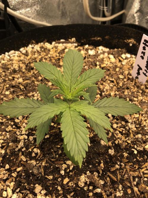 Strawberry Haze Auto Indoor Late Summer. Week 3
