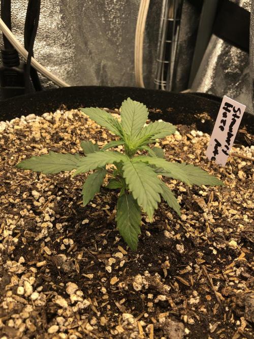 Strawberry Haze Auto Indoor Late Summer. Week 3