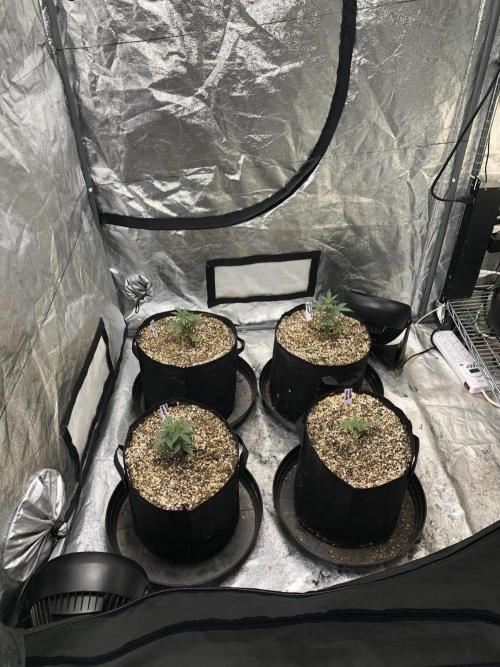Strawberry Haze Auto Indoor Late Summer. Week 3