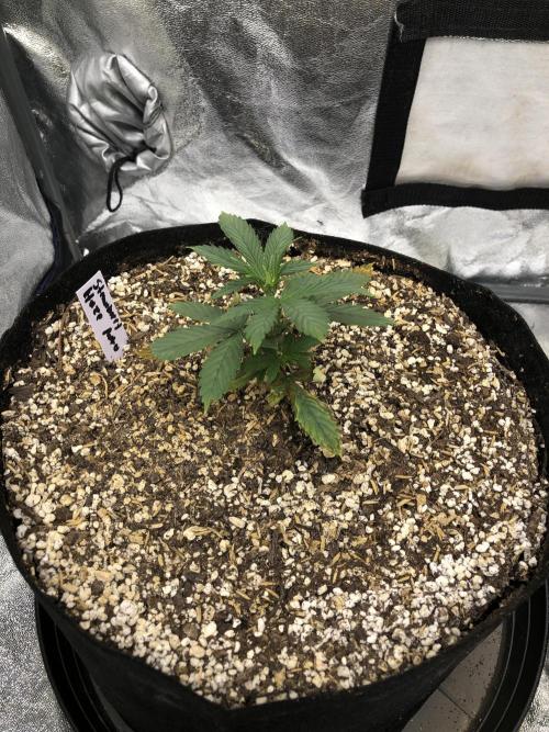 Strawberry Haze Auto Indoor Late Summer. Week 3
