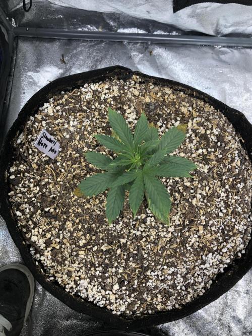 Strawberry Haze Auto Indoor Late Summer. Week 3