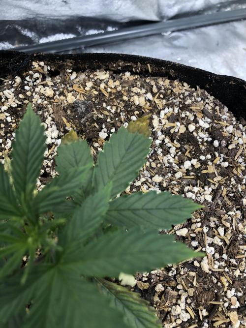 Strawberry Haze Auto. Week 3