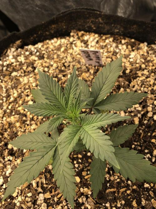 Purple Dream Auto Indoor Late Summer. Week 3