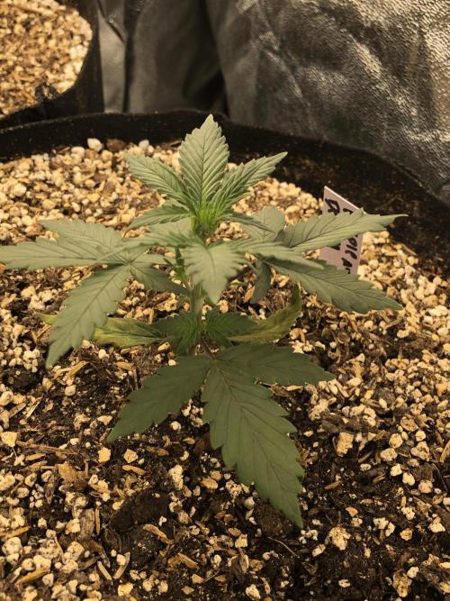Purple Dream Auto Indoor Late Summer. Week 3