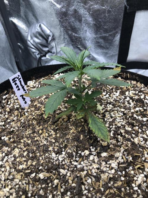 Purple Dream Auto Indoor Late Summer. Week 3