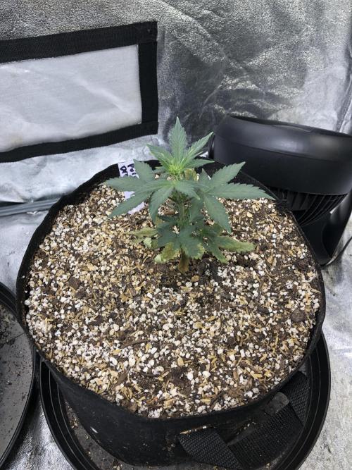 Purple Dream Auto Indoor Late Summer. Week 3