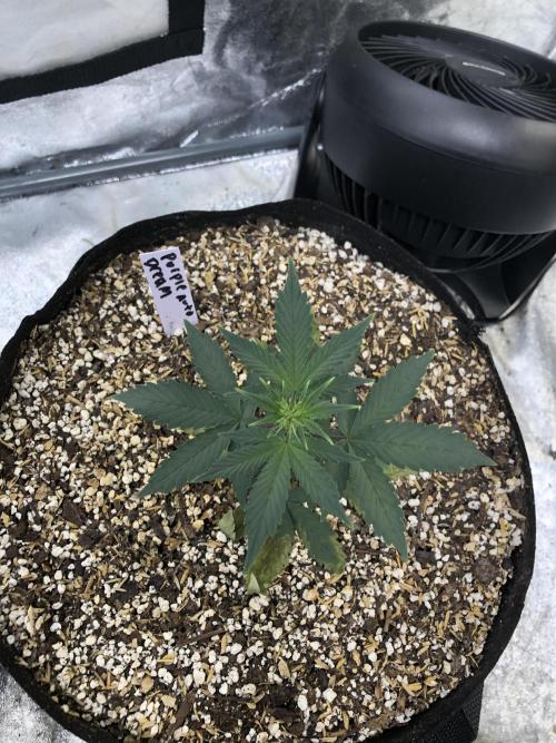 Purple Dream Auto Indoor Late Summer. Week 3