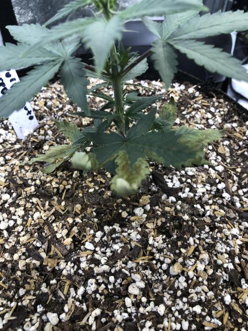 Purple Dream Auto Indoor Late Summer. Week 3