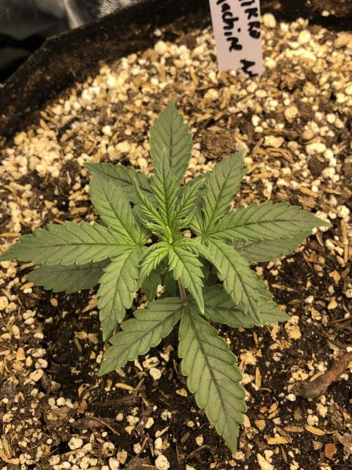 Mikromachine Auto Indoor Late Summer. Week 3