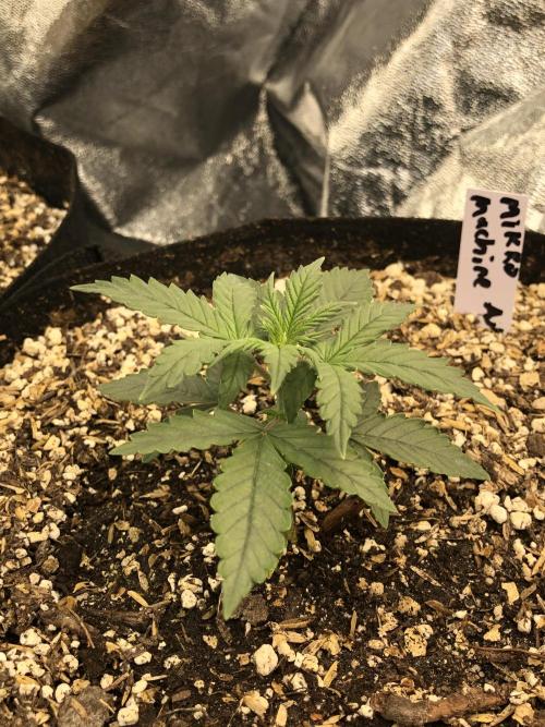 Mikromachine Auto Indoor Late Summer. Week 3