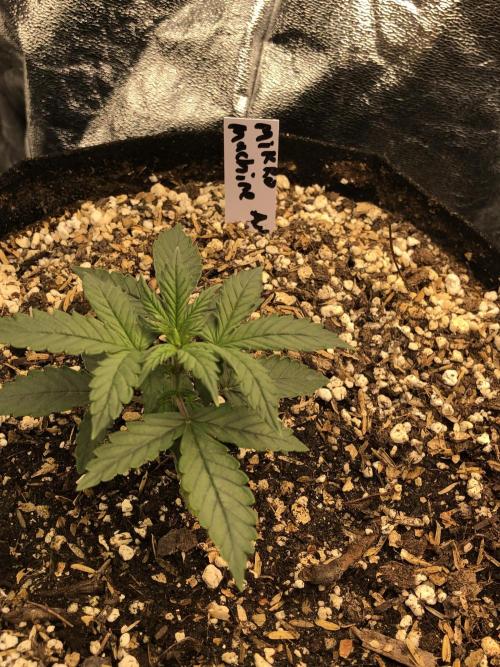 Mikromachine Auto Indoor Late Summer. Week 3