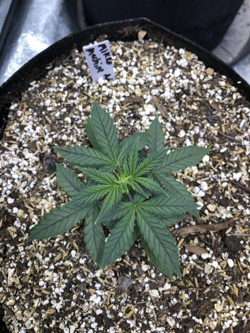 Mikromachine Auto Indoor Late Summer. Week 3