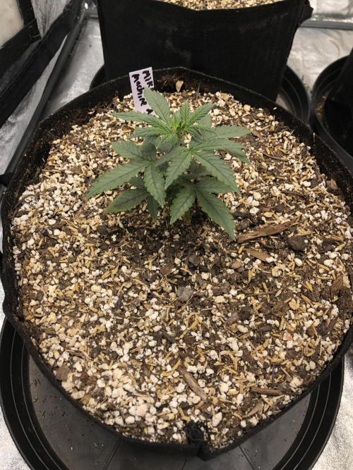 Mikromachine Auto Indoor Late Summer. Week 3