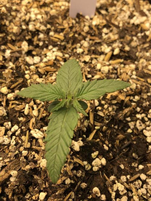 Neville's Haze Auto Spliff Seeds Indoor. Week 2