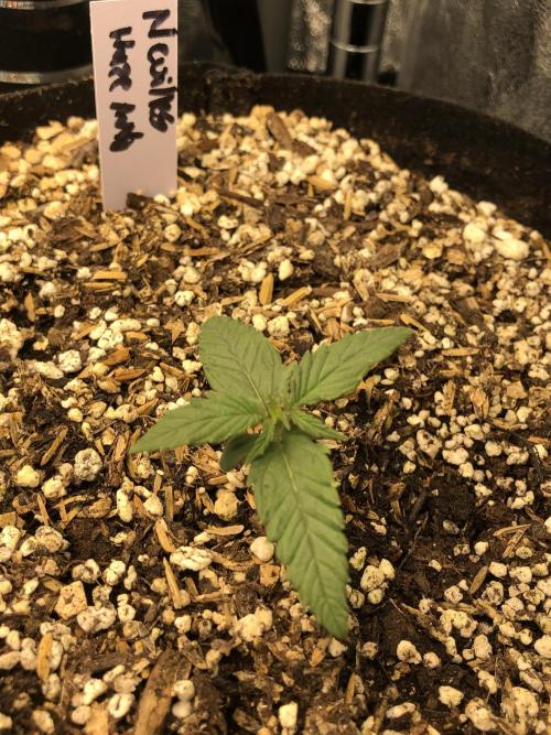 Neville's Haze Auto Spliff Seeds Indoor. Week 2