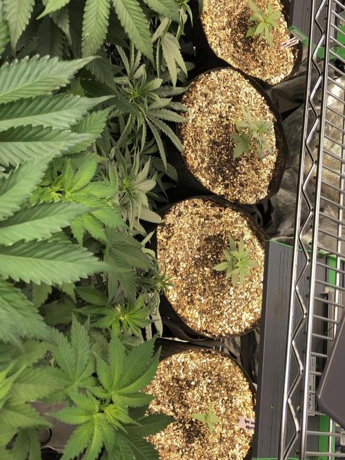 Neville's Haze Auto Spliff Seeds Indoor. Week 2