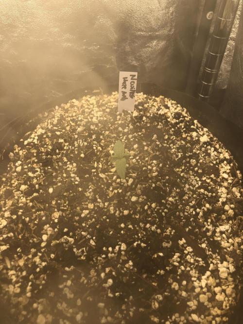 Neville's Haze Auto Spliff Seeds Indoor. Week 2