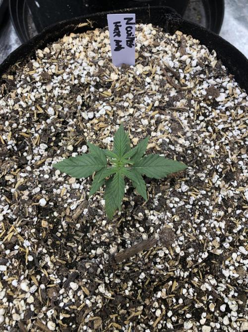 Neville's Haze Auto Spliff Seeds Indoor. Week 2