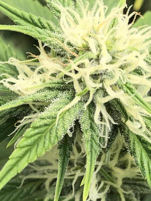 Acapulco Gold (auto) SeedSupreme Indoor. Week 8