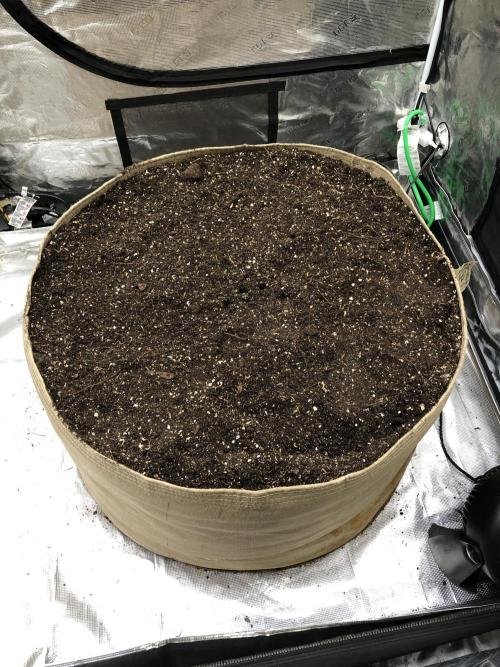 Acapulco Gold (auto) SeedSupreme Indoor. Week 8