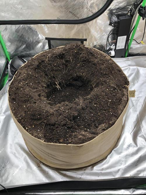 Acapulco Gold (auto) SeedSupreme Indoor. Week 8