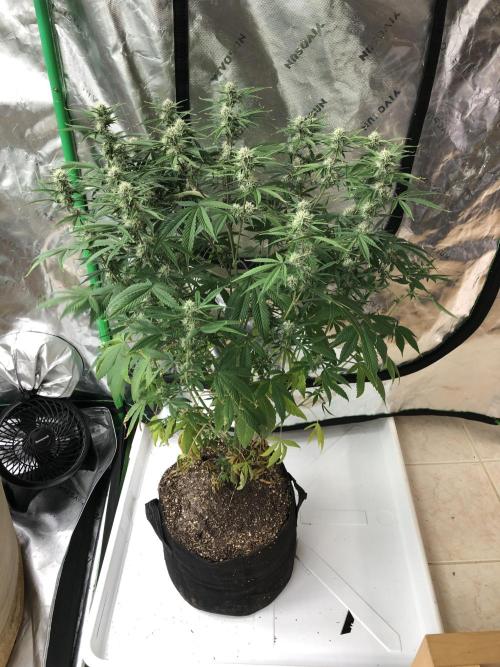 Acapulco Gold (auto) SeedSupreme Indoor. Week 8
