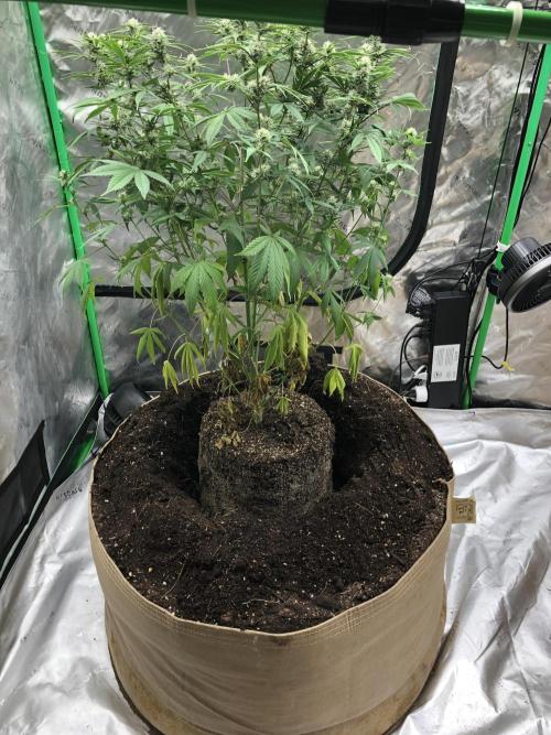 Acapulco Gold (auto) SeedSupreme Indoor. Week 8