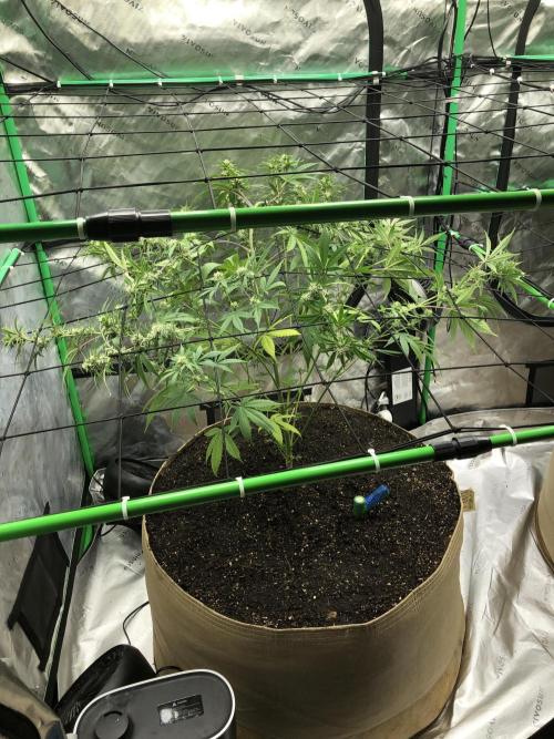 Acapulco Gold (auto) SeedSupreme Indoor. Week 8