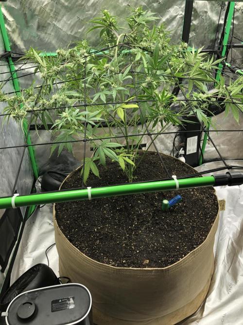 Acapulco Gold (auto) SeedSupreme Indoor. Week 8