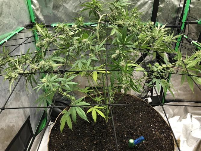 Acapulco Gold (auto) SeedSupreme Indoor. Week 8