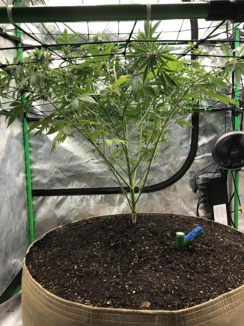 Acapulco Gold (auto) SeedSupreme Indoor. Week 8
