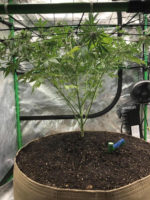 Acapulco Gold (auto) SeedSupreme Indoor. Week 8