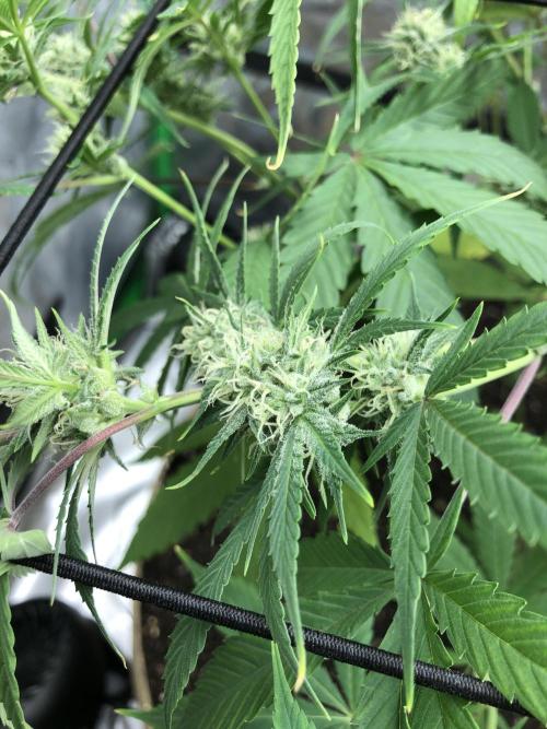 Acapulco Gold (auto) SeedSupreme Indoor. Week 8