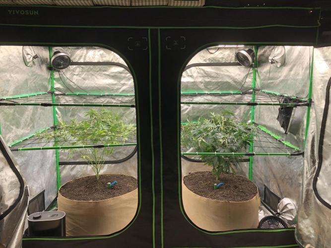 Acapulco Gold (auto) SeedSupreme Indoor. Week 8