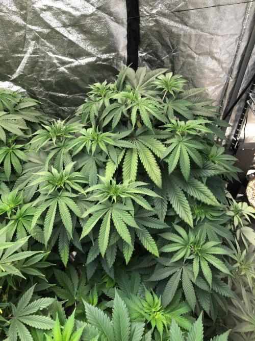 Mexican Sativa Kannabaia Indoor Summer. Week 8