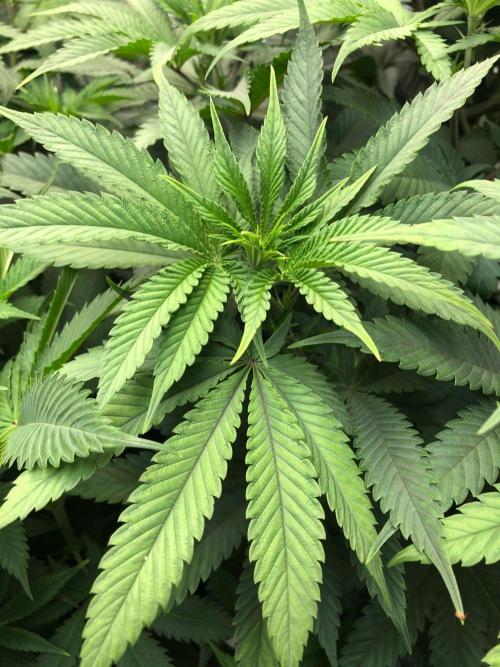 Mexican Sativa Kannabaia Indoor Summer. Week 8